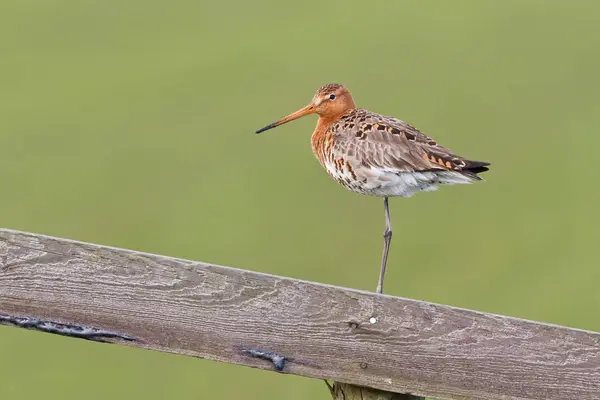 Černý sledoval godwit — Stock fotografie