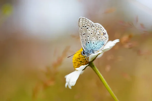 Mariposa azul común — Foto de Stock