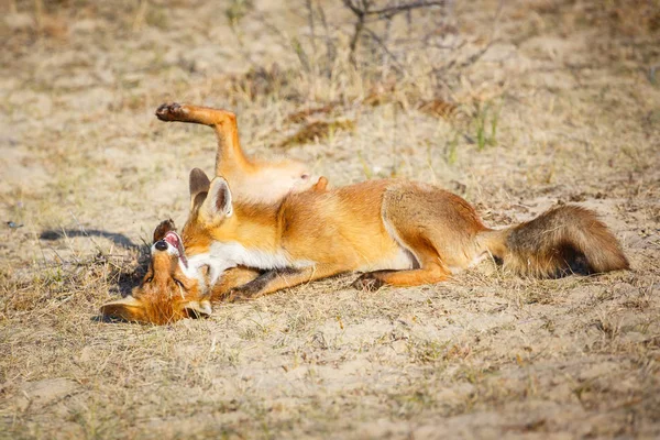 Fighting red foxes — Stock Photo, Image