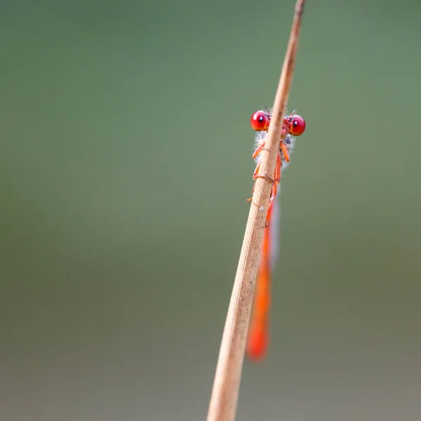 Bild der versteckten Fliege — Stockfoto