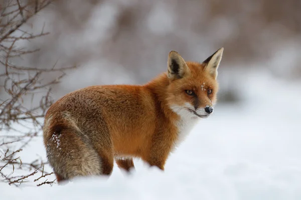 Červená liška ve sněhu — Stock fotografie