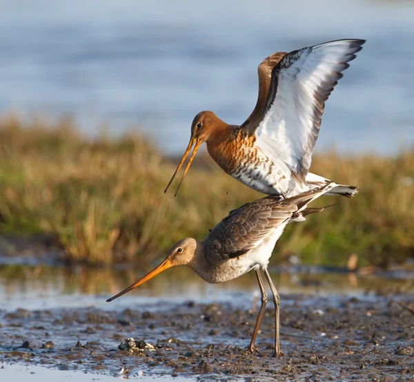 Iki soyma godwits — Stok fotoğraf