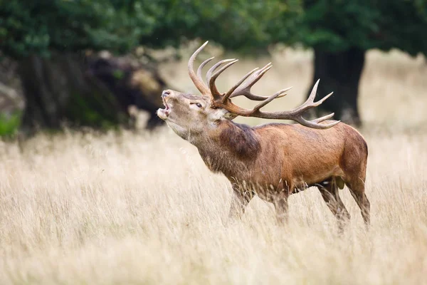 Üvöltő red deer szarvas — Stock Fotó