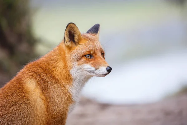 Retrato de uma raposa vermelha — Fotografia de Stock
