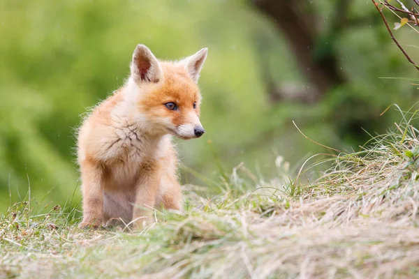 野生红狐幼崽 — 图库照片
