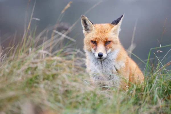 Rotfuchs — Stockfoto