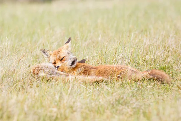 Volpe rossa con cucciolo — Foto Stock