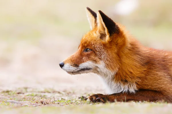 Raposa vermelha selvagem — Fotografia de Stock