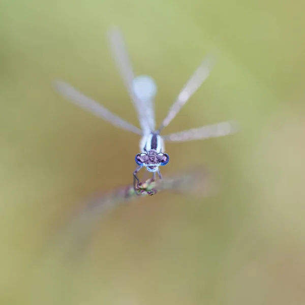 Μακροεντολή φωτογραφία του damselfly — Φωτογραφία Αρχείου