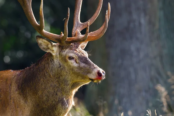 Red deer stag — Stock Photo, Image