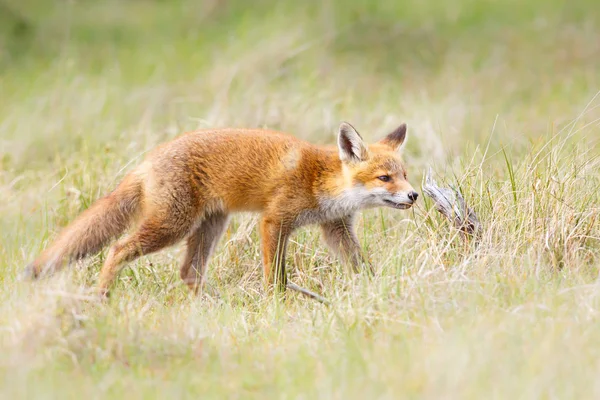 Cucciolo di volpe rossa selvatica — Foto Stock