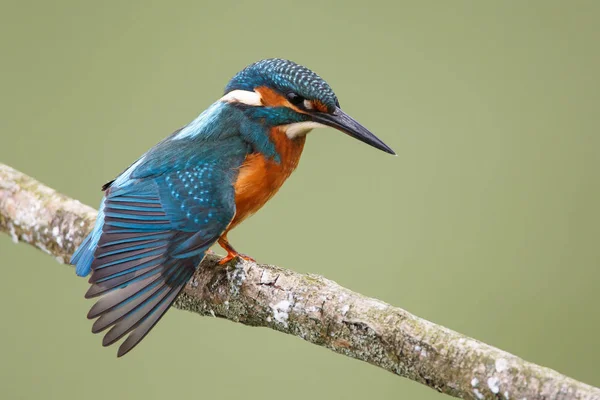 Kingfisher Oiseau sur une branche — Photo