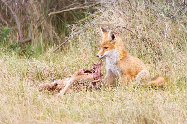 Red fox med byte — Stockfoto