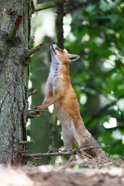 Red fox wspinania się na drzewa — Zdjęcie stockowe