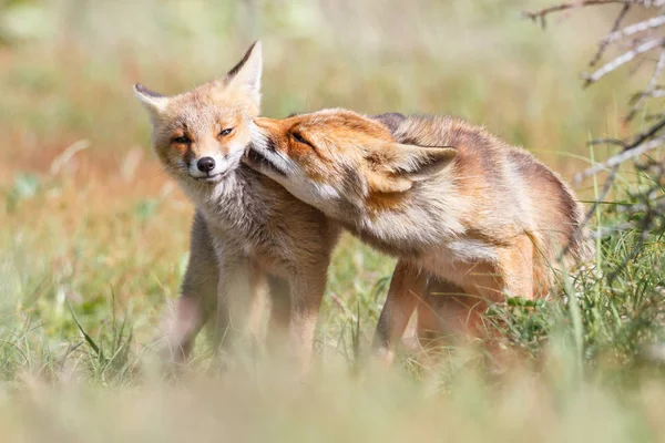 Lisica czerwona z młode — Zdjęcie stockowe
