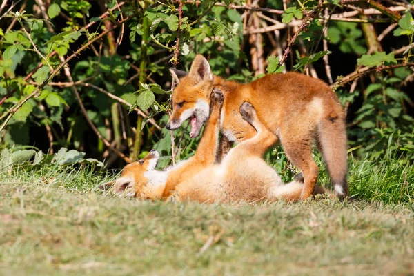 Due cuccioli di volpe rossa selvatica — Foto Stock