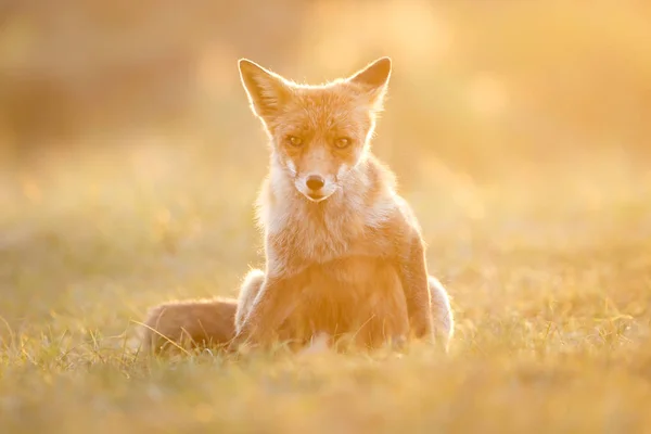 Volpe rossa sulla natura — Foto Stock