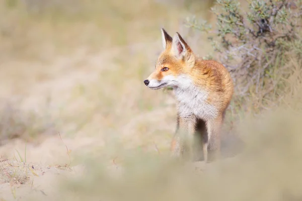 Άγρια κόκκινη αλεπού — Φωτογραφία Αρχείου