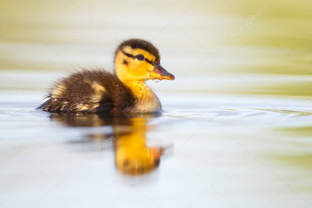 Little cutie duckling