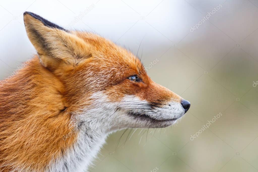 portrait of a red fox