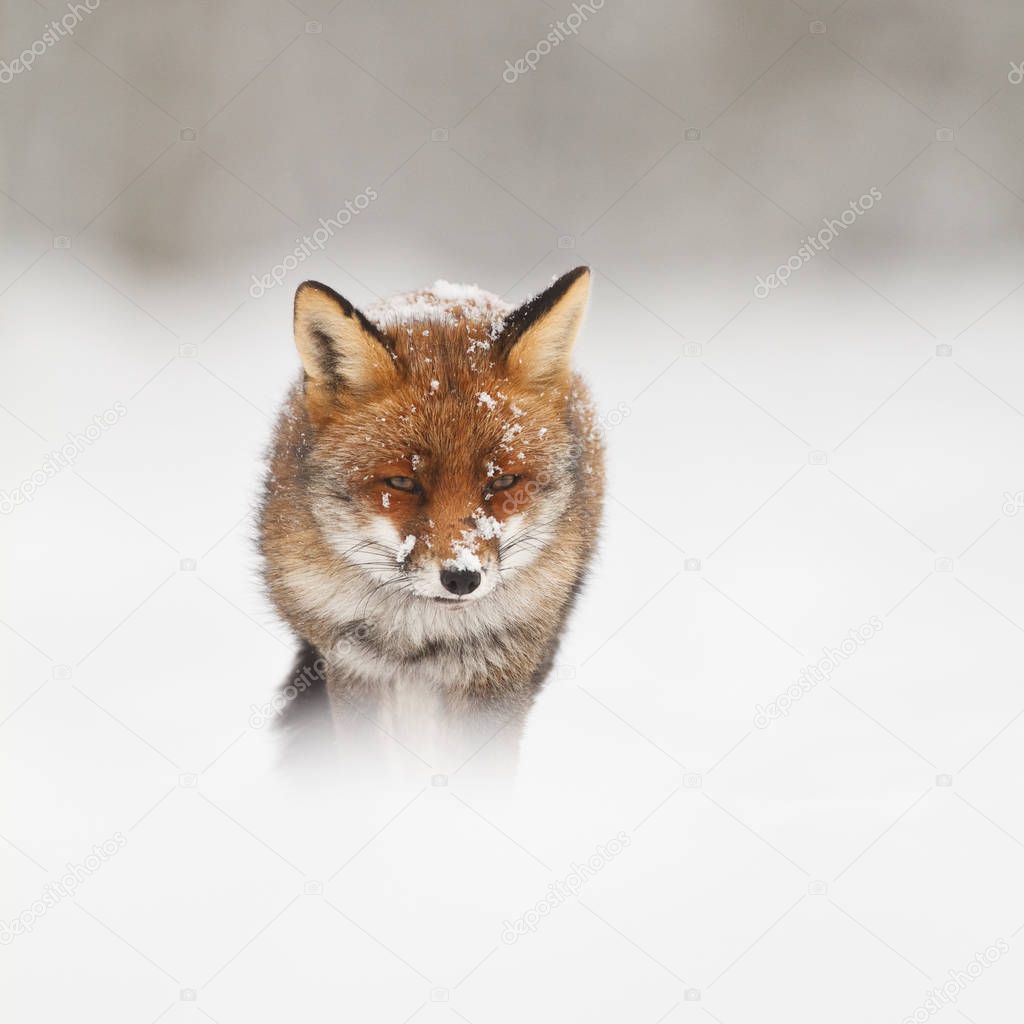 red fox in the snow