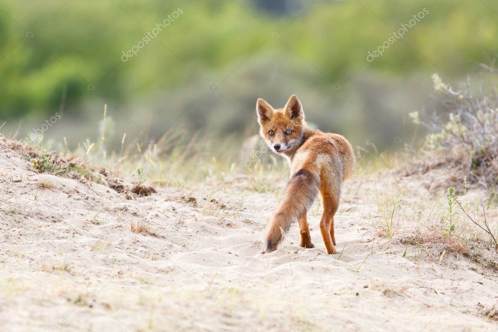 wild red fox cub