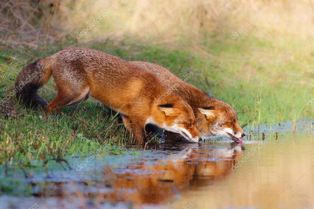 Foxes drinking at stream — Stock Photo © pimleijen 130919026