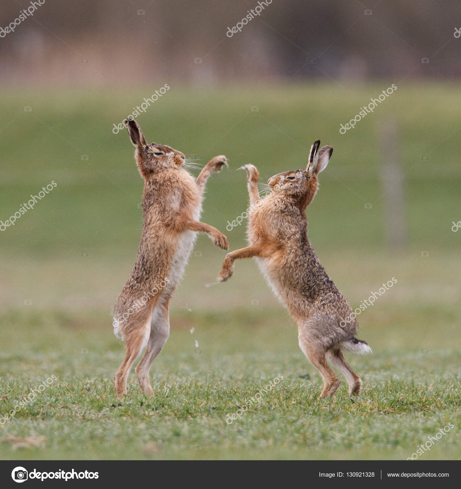 Pictures wild rabbits Fighting wild rabbits — Stock Photo