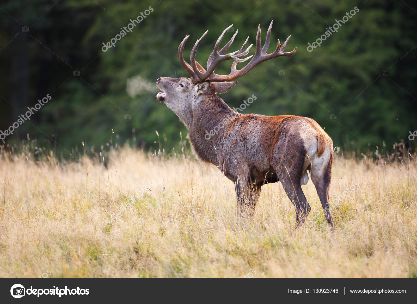 4,800+ Stag Roar Stock Photos, Pictures & Royalty-Free Images - iStock