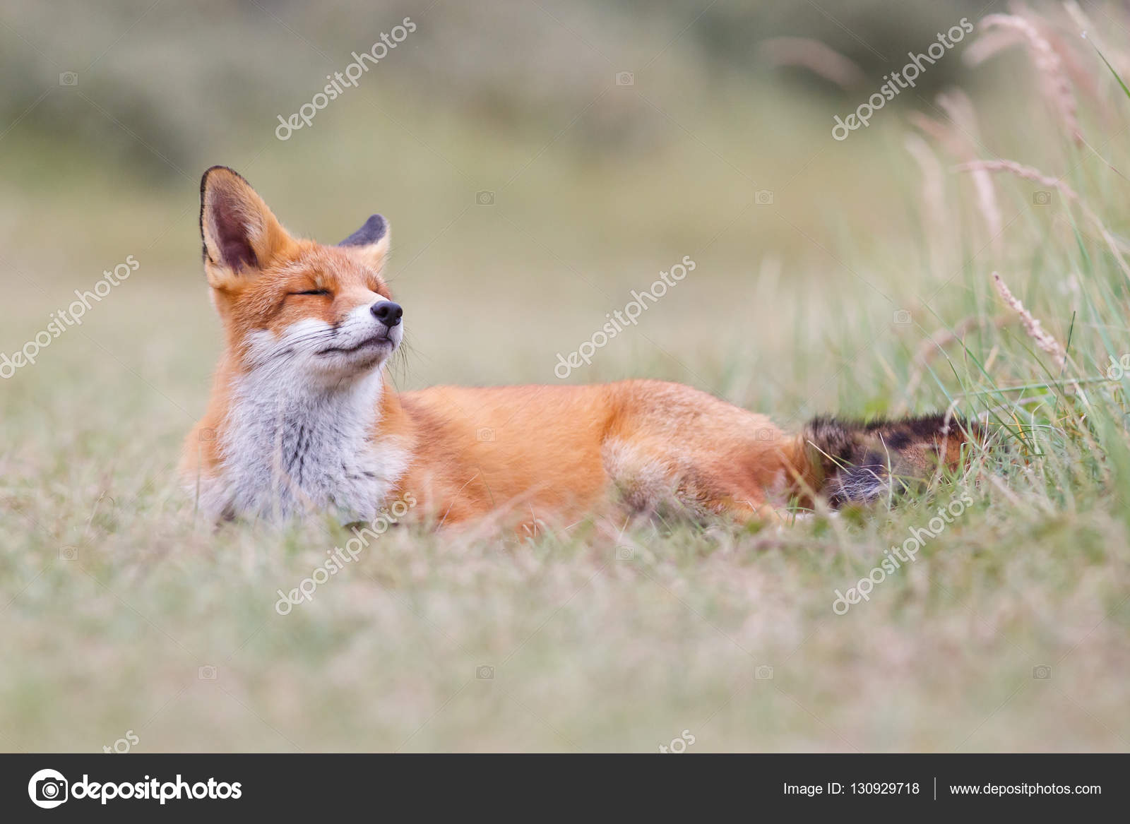 Wild red fox Stock Photo by ©pimleijen 130929718