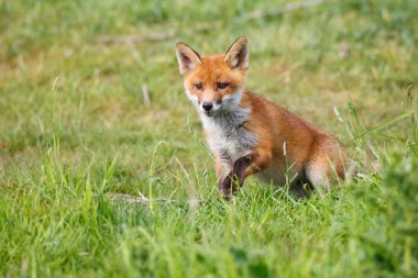 vahşi kızıl tilki yavrusu