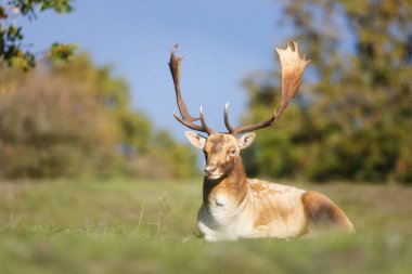 çiftleşme mevsiminde düşen geyik