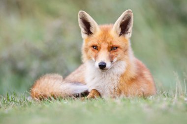 Vahşi kızıl tilki 