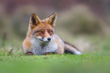 Vahşi kızıl tilki 