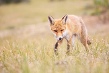 vahşi kızıl tilki yavrusu