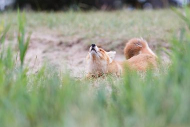 Vahşi kızıl tilki 