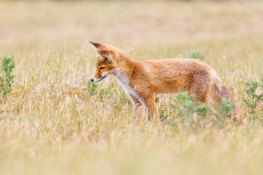 Vahşi kızıl tilki 