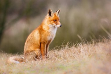 Vahşi kızıl tilki 