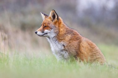 Vahşi kızıl tilki 