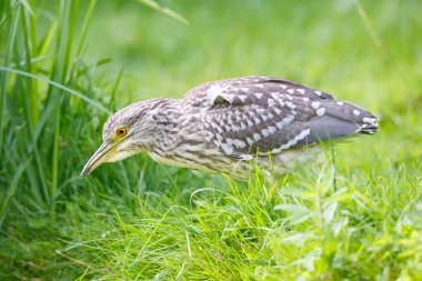 siyah taç gece balıkçılı
