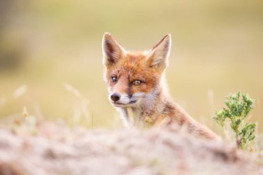 vahşi kızıl tilki yavrusu