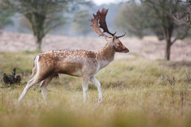 çiftleşme mevsiminde düşen geyik