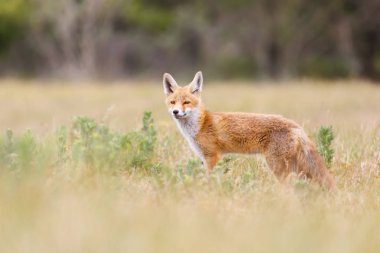 Vahşi kızıl tilki 