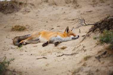 yorgun Kızıl Tilki