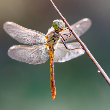 Kızböcekleri makro resmi