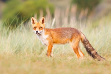 vahşi kızıl tilki yavrusu