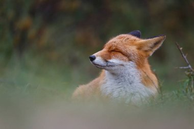 Vahşi kızıl tilki 