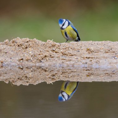 Mavi baştankara kuş