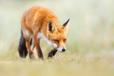 Vahşi kızıl tilki 