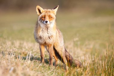Vahşi kızıl tilki 
